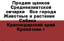 Продам щенков Среднеазиатской овчарки - Все города Животные и растения » Собаки   . Краснодарский край,Кропоткин г.